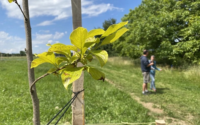 Jungbaum mit Menschen im Hintergrund