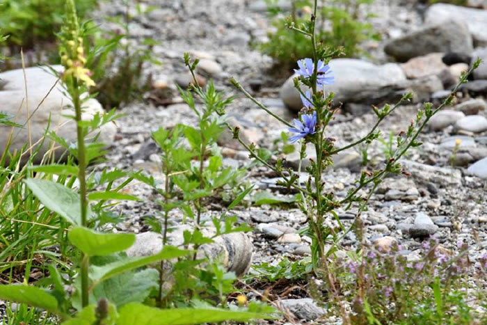Steiniger Boden mit Pflanzen