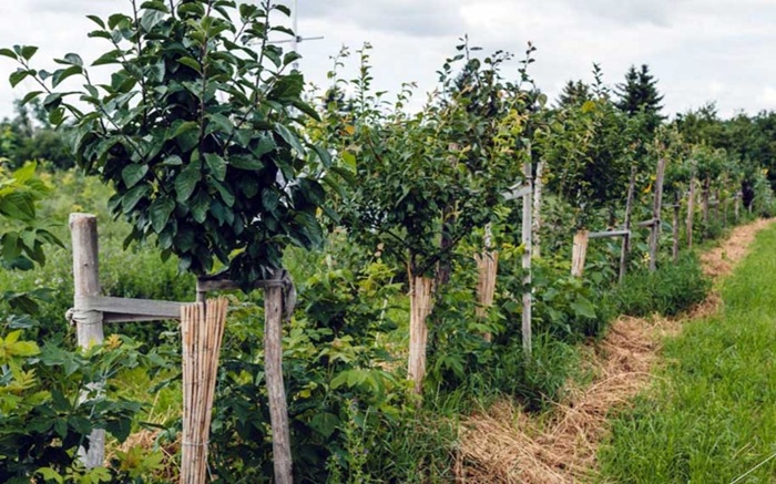 Agroforst
