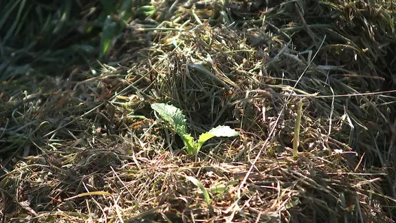 Setzling in Mulch
