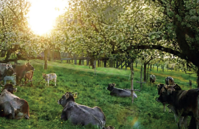 Agroforst mit Kühen