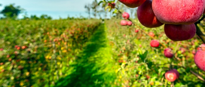 Kurs Regenerativer Obstbau